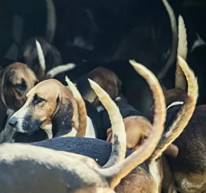 Images Dated 6th June 2015: Cheverny castle beagles used for wild bore hunting