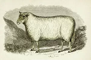 Images Dated 25th April 2017: Cheviot ram engraving 1851