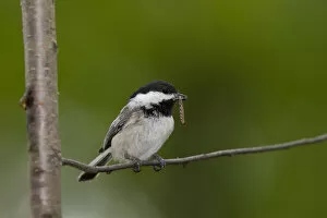 Images Dated 28th May 2011: Chickadee with meal