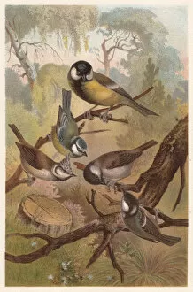Images Dated 17th July 2015: Chickadees (Paridae), lithograph, published in 1882