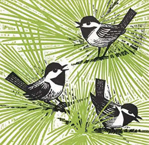 Chickadees in Tree