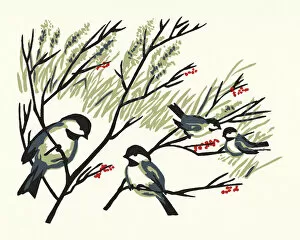 Images Dated 21st December 2015: Chickadees in Tree Branches