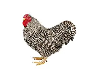 Studio Prints: Chicken (Gallus gallus domesticus), Wyandotte Bantam cockerel