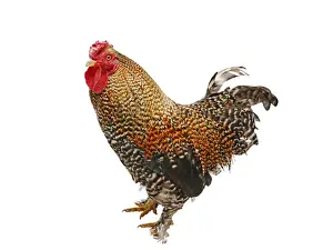 Studio Prints: Chicken (Gallus gallus domesticus), Bantam Crele Bantam cockerel