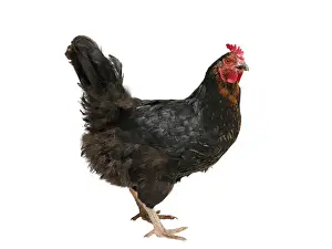 Galliformes Prints: Chicken (Gallus gallus domesticus), hybrid Australorp hen