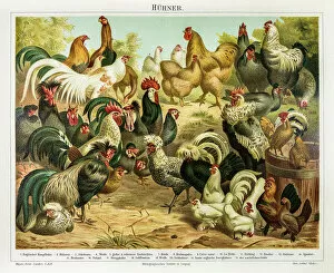 Bird Lithographs Gallery: Chicken poultry engraving 1895