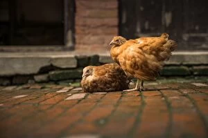 Chickens on old brick pavings