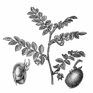 Legume Family Gallery: Chickpea