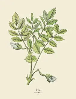Chickpea, Legumes, Victorian Botanical Illustration