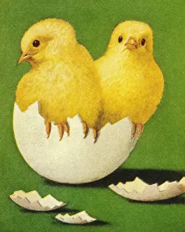 Fluffy Prints: Chicks Coming Out of Shell