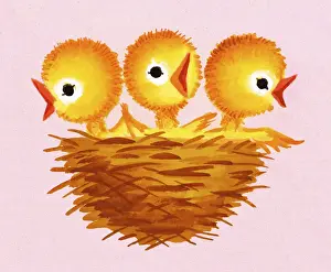 Three Chicks in a Nest