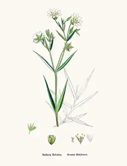 Chickweed plant