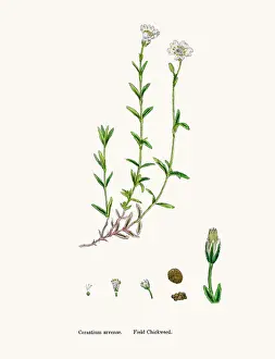 Chickweed Prints: Chickweed plant