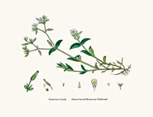 Chickweed plant