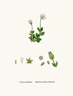 Chickweed Prints: Chickweed plant