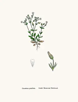 Chickweed Prints: Chickweed plant