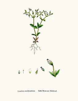 Chickweed Prints: Chickweed plant
