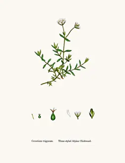 Chickweed Prints: Chickweed plant