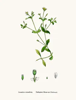 Chickweed Prints: Chickweed plant