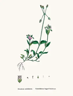 Chickweed Prints: Chickweed plant