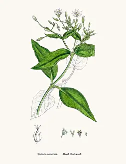 Chickweed Prints: Chickweed plant