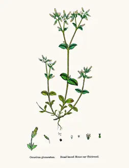 Chickweed Prints: Chickweed plant