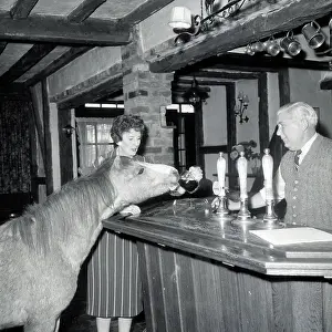 Bartender Prints: Chico the Pony Drinking Beer at Pub
