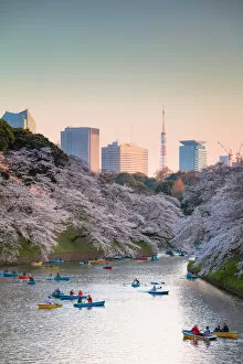 Delicate Cherry Blossoms Collection: Chidorgafuchi at sunset with cherry blossom, Tokyo