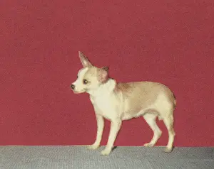 Illustration A Prints: Chihuahua