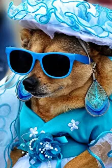 Chihuahua in fancy blue dress, hat and sunglasses