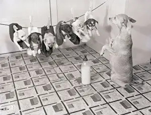 Clothesline Prints: Chihuahua Feeding Her Pups
