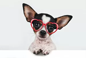 Images Dated 26th September 2014: Chihuahua with heart-shaped glasses