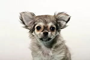 Images Dated 27th October 2011: Chihuahua puppy