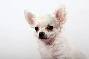 Images Dated 27th October 2011: Chihuahua puppy