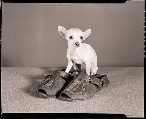 Sandals Prints: Chihuahua Standing in Sandals