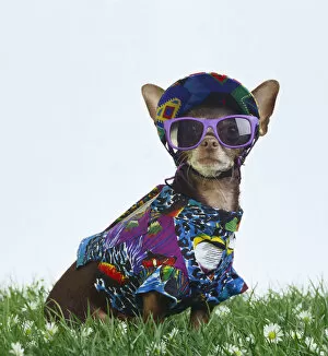 Daisy Family Gallery: Chihuahua in summer outfit