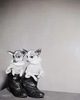 Chihuahua Prints: Chihuahuas In Shirts, Boots