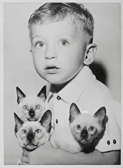 A Child With Three Cats