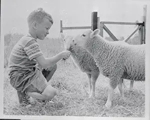 Waltham Prints: Child Feeding Lambs