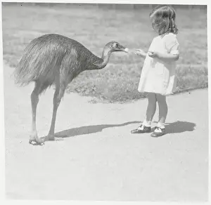 Child Feeding Large Bird
