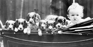 Spaniel Prints: Child in Stroller with Six Spaniel Puppies