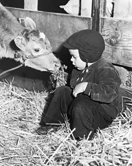 Child Visits Baby Calf