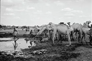 Children and Camels at Water Well