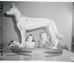 Children Inspecting a Transparent Dog Model