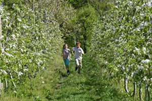 Images Dated 15th April 2014: Two children running through rows of blooming apple trees, at Altenburg, Kaltern, South Tyrol, Italy