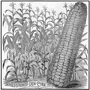 Corn Prints: Childs Honey Dew Corn Advertisement