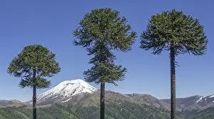 Deep Snow Prints: Chilean Araucaria -Araucaria araucana- and Lonquimay volcano
