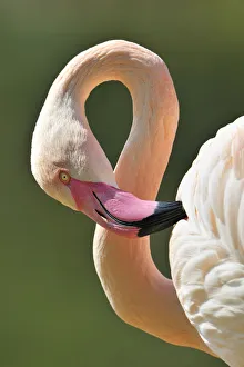 Images Dated 16th April 2011: Chilean Flamingo -Phoenicopterus chilensis-, portrait