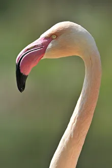 Images Dated 16th April 2011: Chilean Flamingo -Phoenicopterus chilensis-, portrait