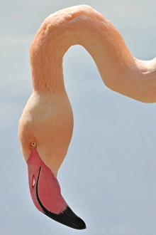Images Dated 16th April 2011: Chilean Flamingo -Phoenicopterus chilensis-, portrait
